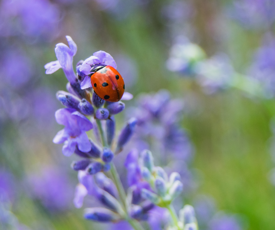 Ladybug on a leaf